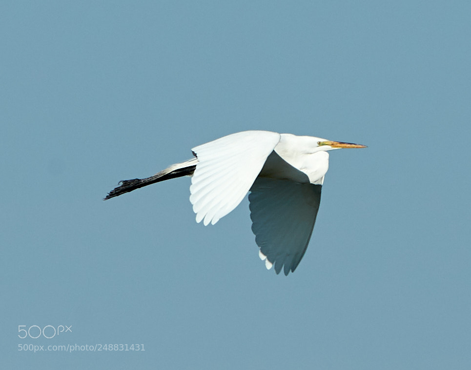 Canon EOS-1D X Mark II sample photo. 03-10-18-0006990.jpg photography