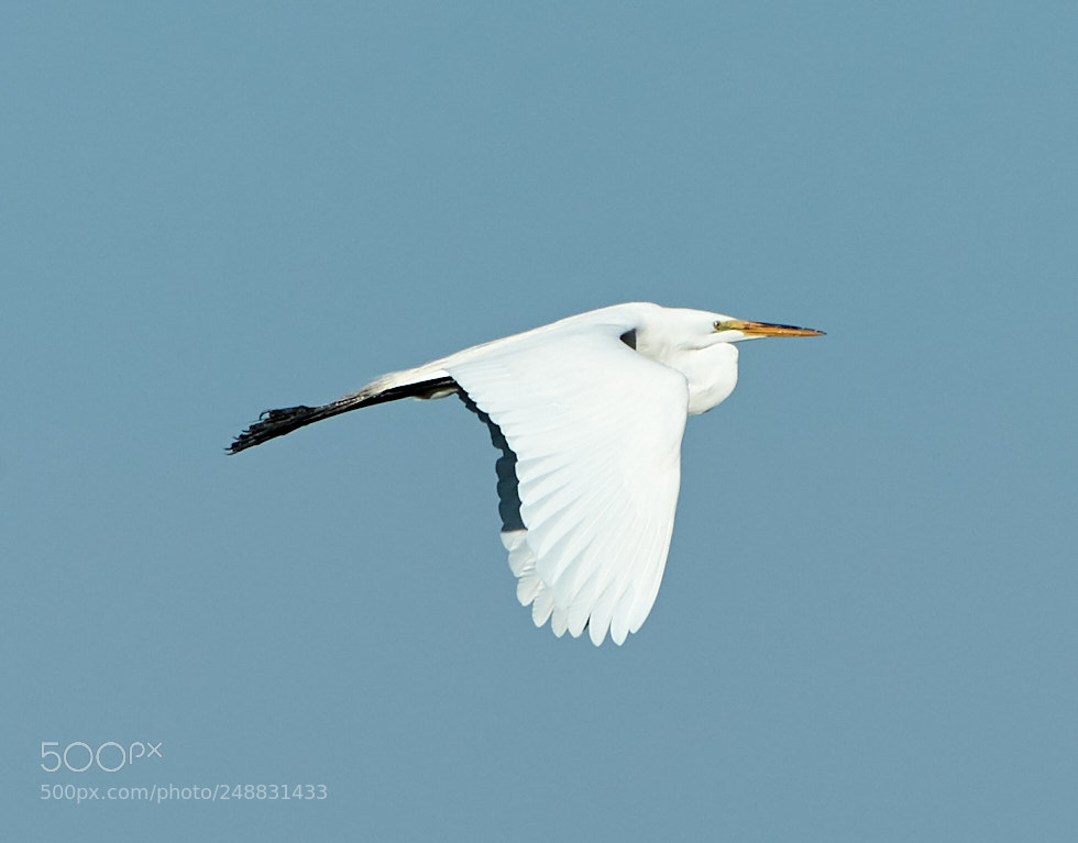 Canon EOS-1D X Mark II sample photo. 03-10-18-0006989.jpg photography