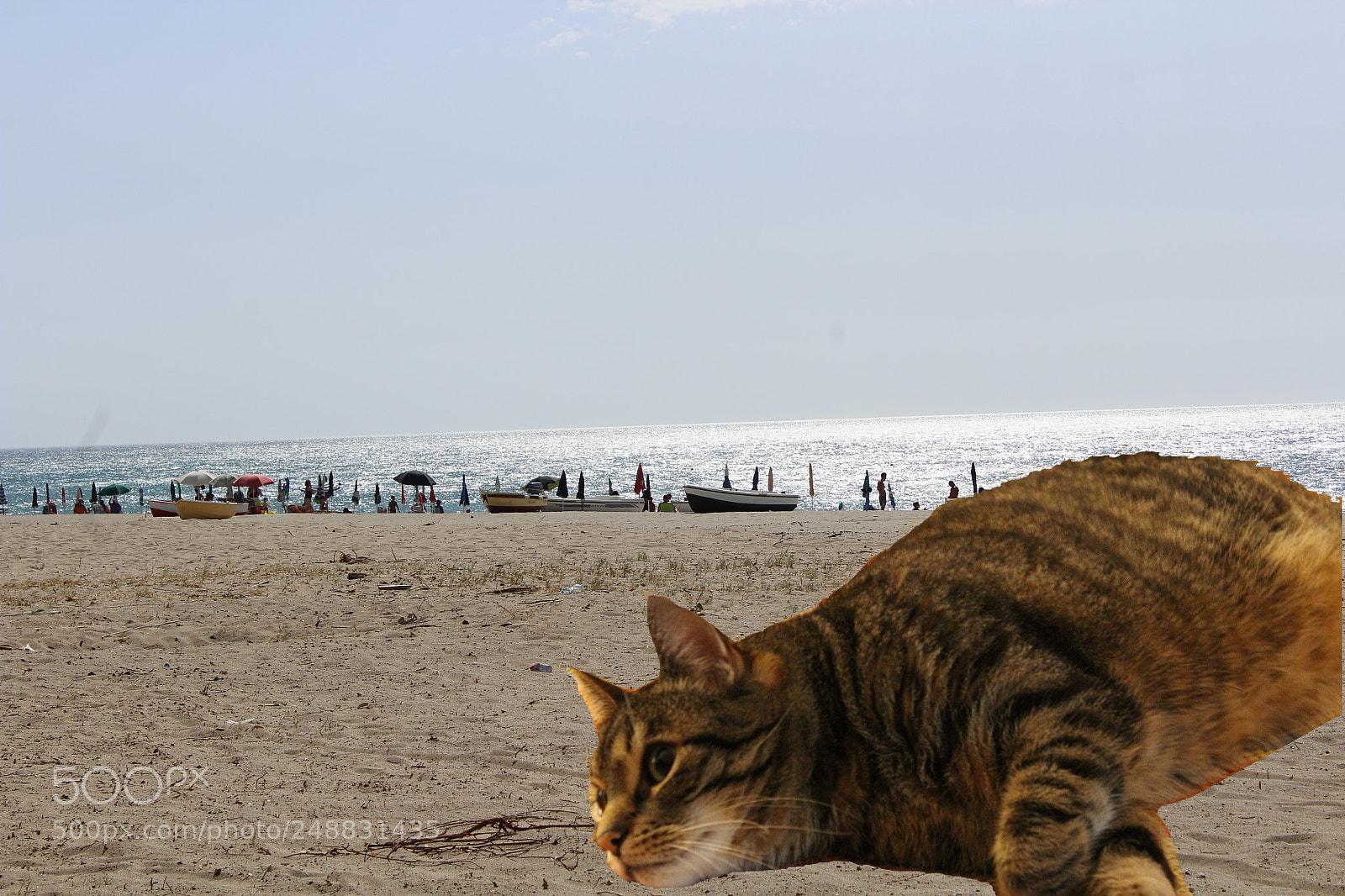 Canon EOS 1300D (EOS Rebel T6 / EOS Kiss X80) sample photo. Cat on the beach photography
