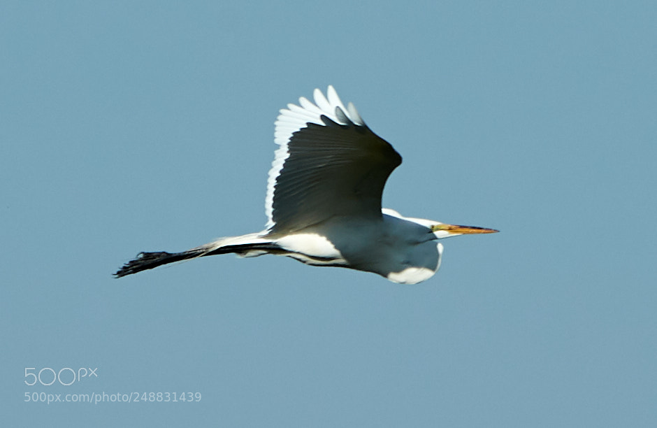 Canon EOS-1D X Mark II sample photo. 03-10-18-0006988.jpg photography