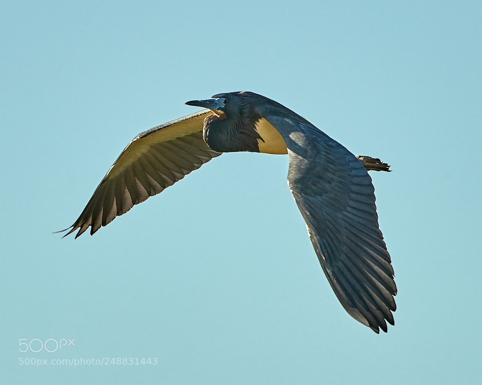Canon EOS-1D X Mark II sample photo. 03-10-18-0006985.jpg photography