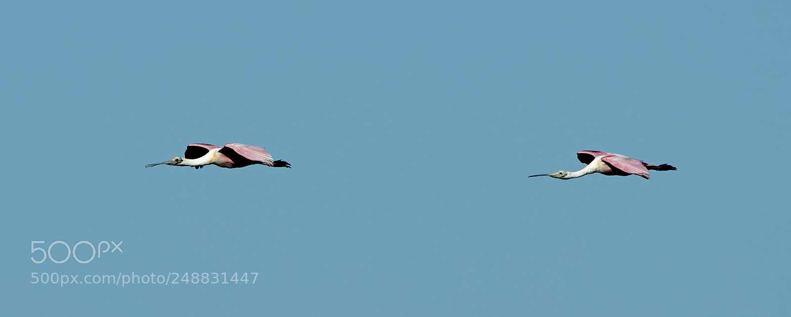 Canon EOS-1D X Mark II sample photo. 03-10-18-0006982.jpg photography