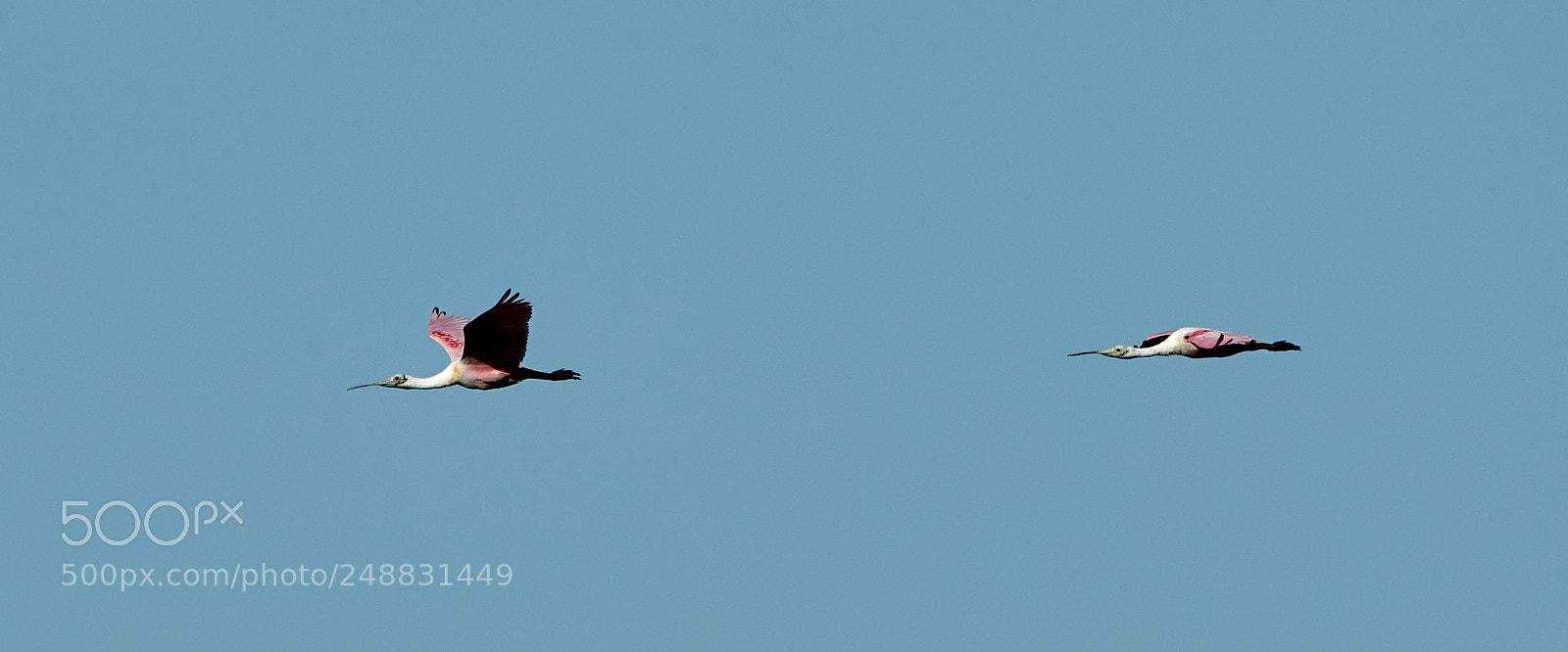 Canon EOS-1D X Mark II sample photo. 03-10-18-0006981.jpg photography