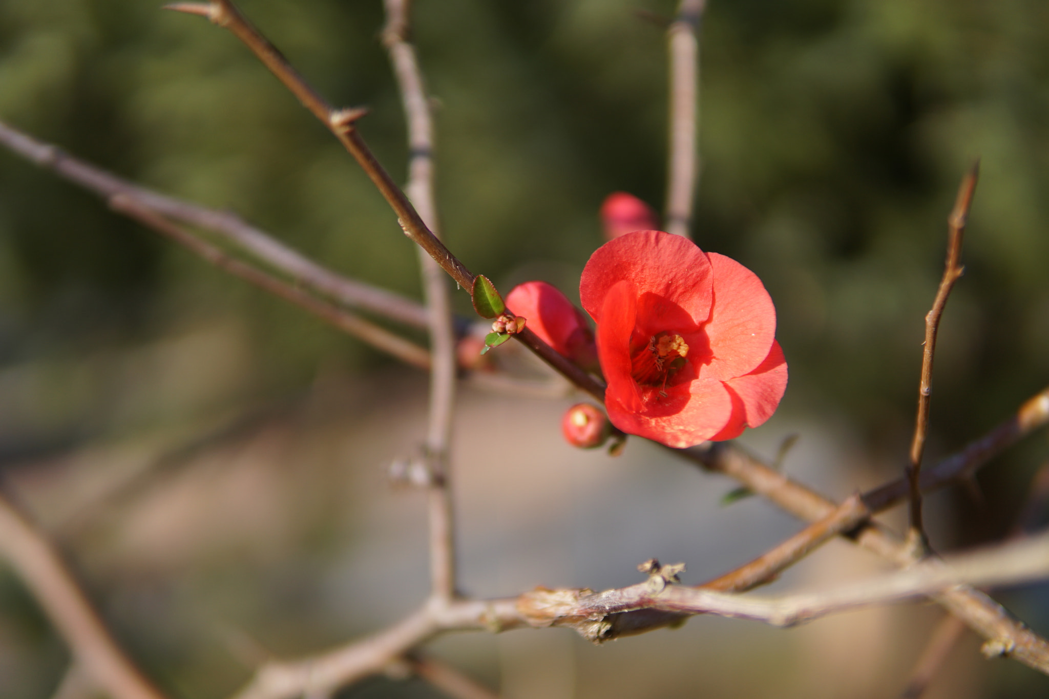 Sony a6500 + Sigma 30mm F1.4 DC DN | C sample photo. Untitled photography