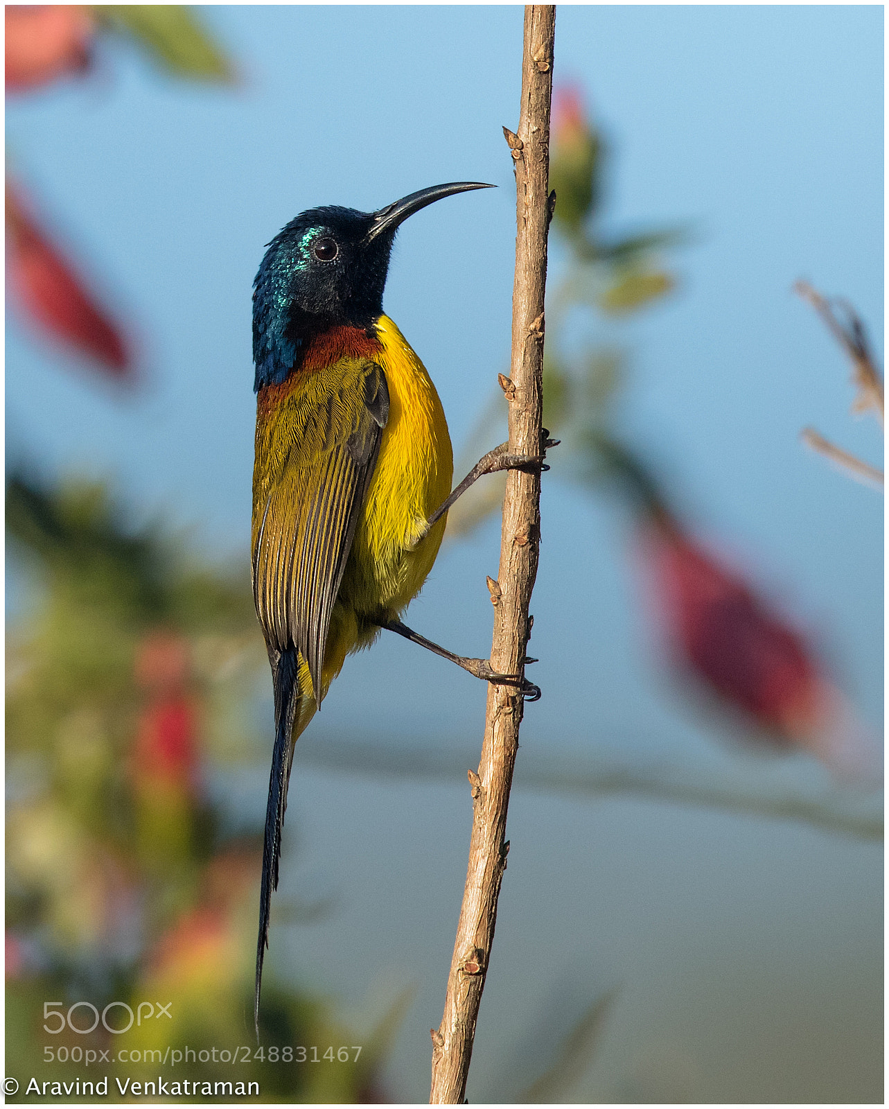 Canon EOS 7D Mark II sample photo. Green-tailed sunbird photography