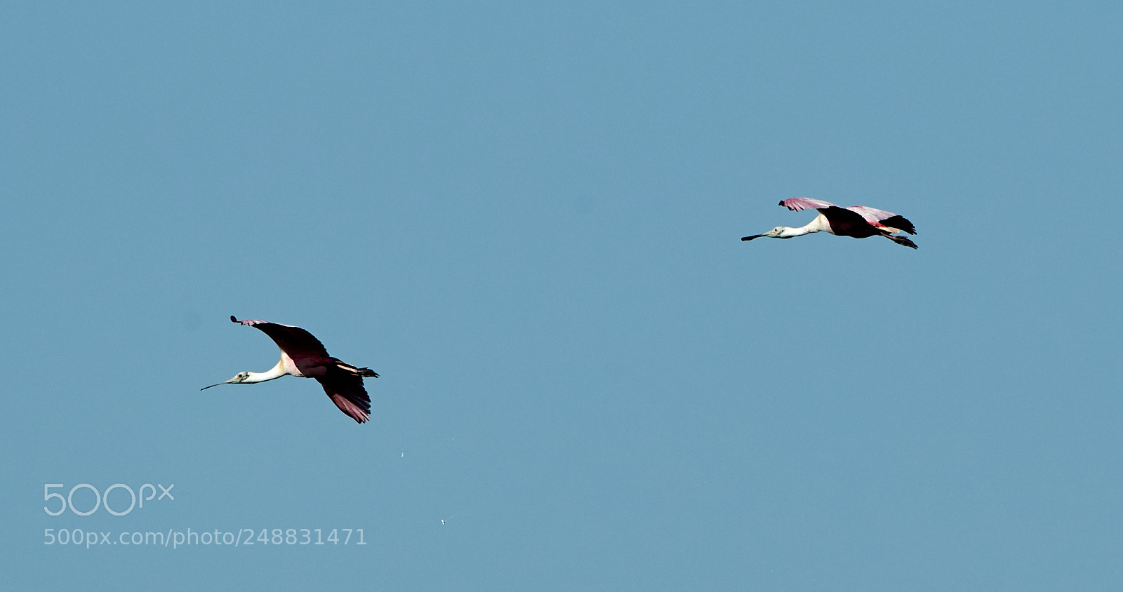 Canon EOS-1D X Mark II sample photo. 03-10-18-0006978.jpg photography