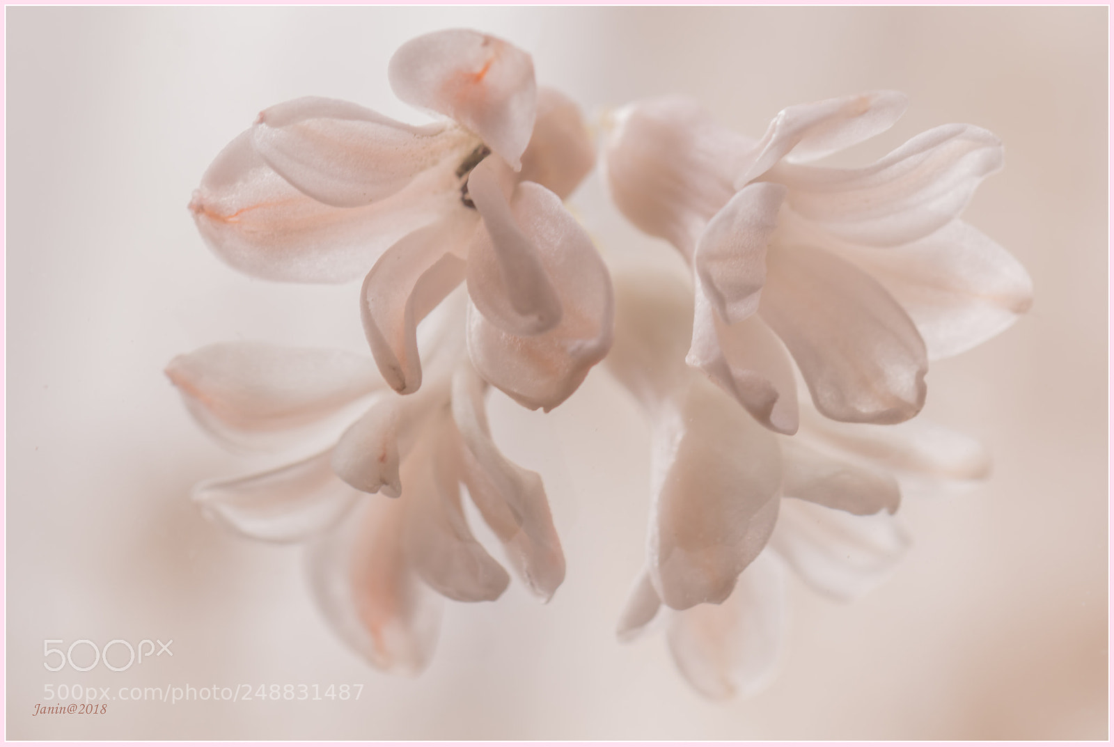 Canon EOS 77D (EOS 9000D / EOS 770D) sample photo. Flowers of hyacinth placed photography