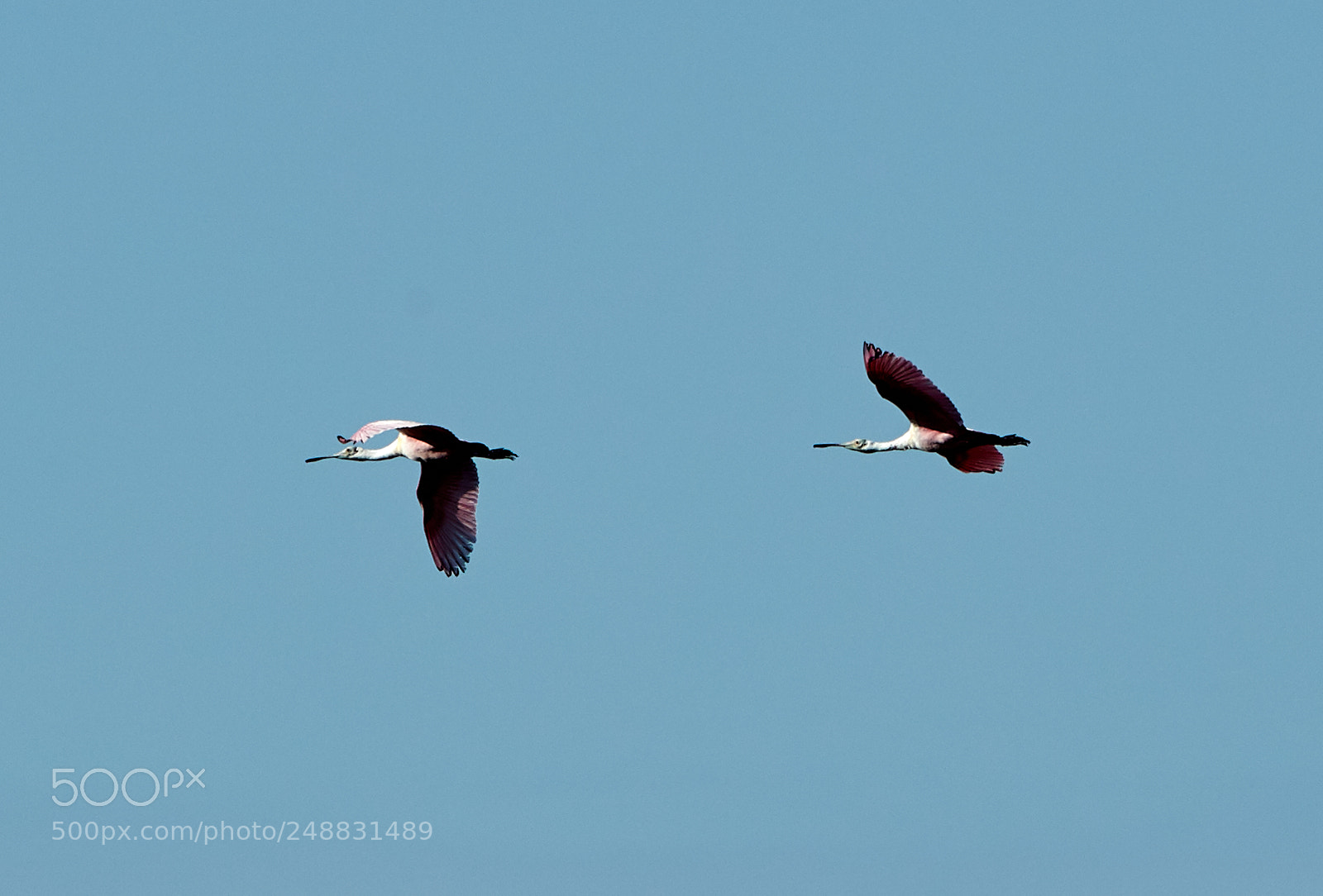 Canon EOS-1D X Mark II sample photo. 03-10-18-0006974.jpg photography