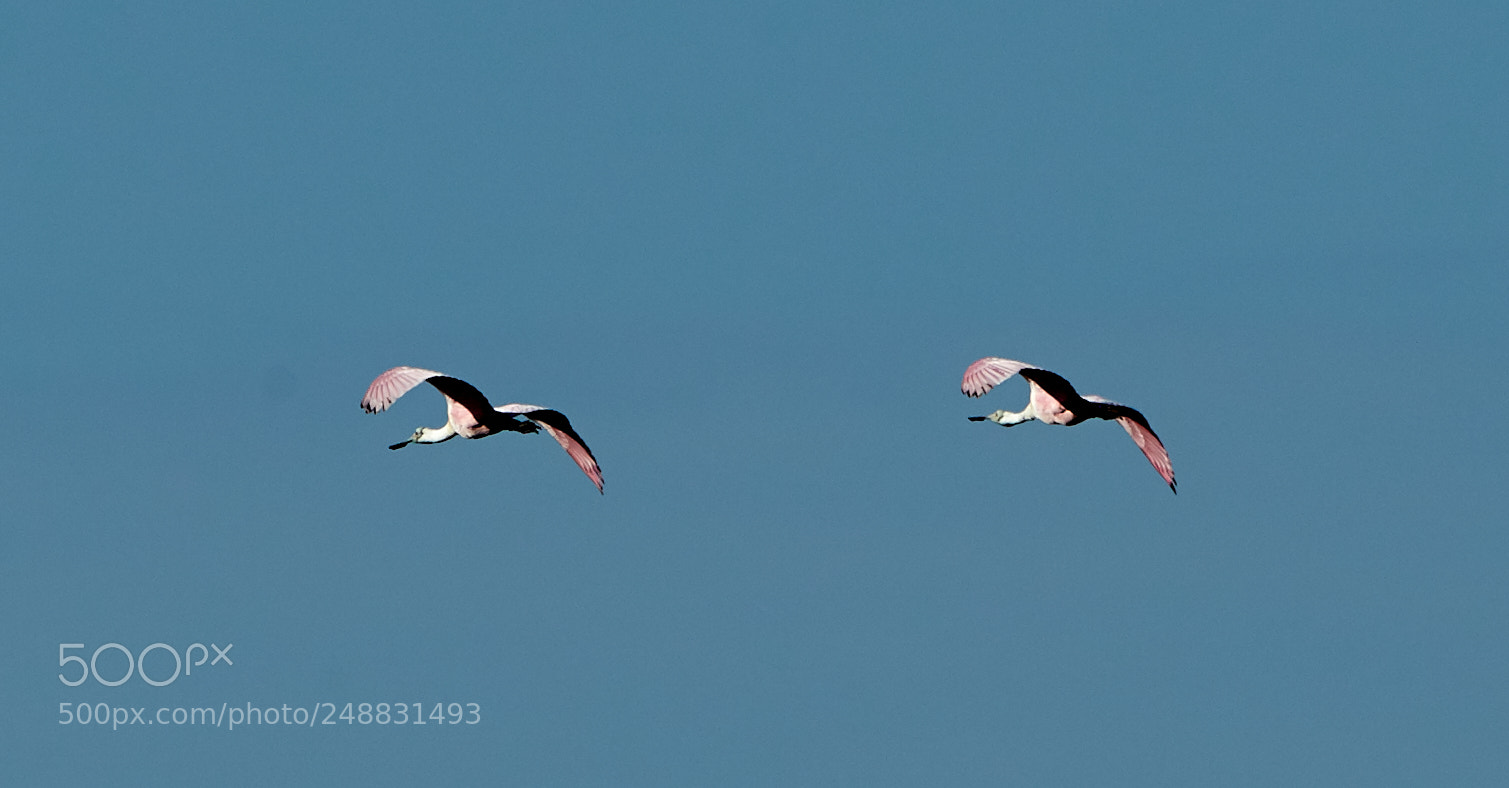 Canon EOS-1D X Mark II sample photo. 03-10-18-0006973.jpg photography