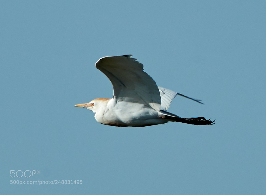 Canon EOS-1D X Mark II sample photo. 03-10-18-0006972.jpg photography