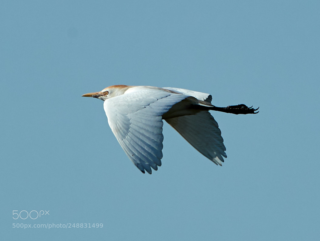 Canon EOS-1D X Mark II sample photo. 03-10-18-0006971.jpg photography