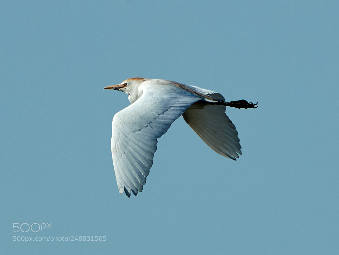 Canon EOS-1D X Mark II sample photo. 03-10-18-0006970.jpg photography