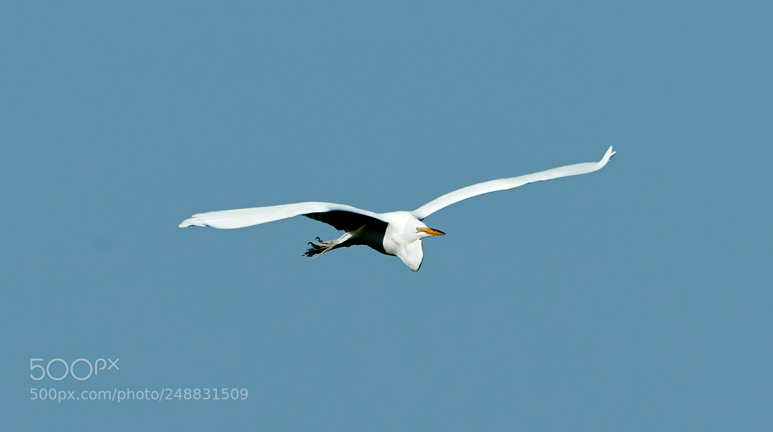 Canon EOS-1D X Mark II sample photo. 03-10-18-0006968.jpg photography