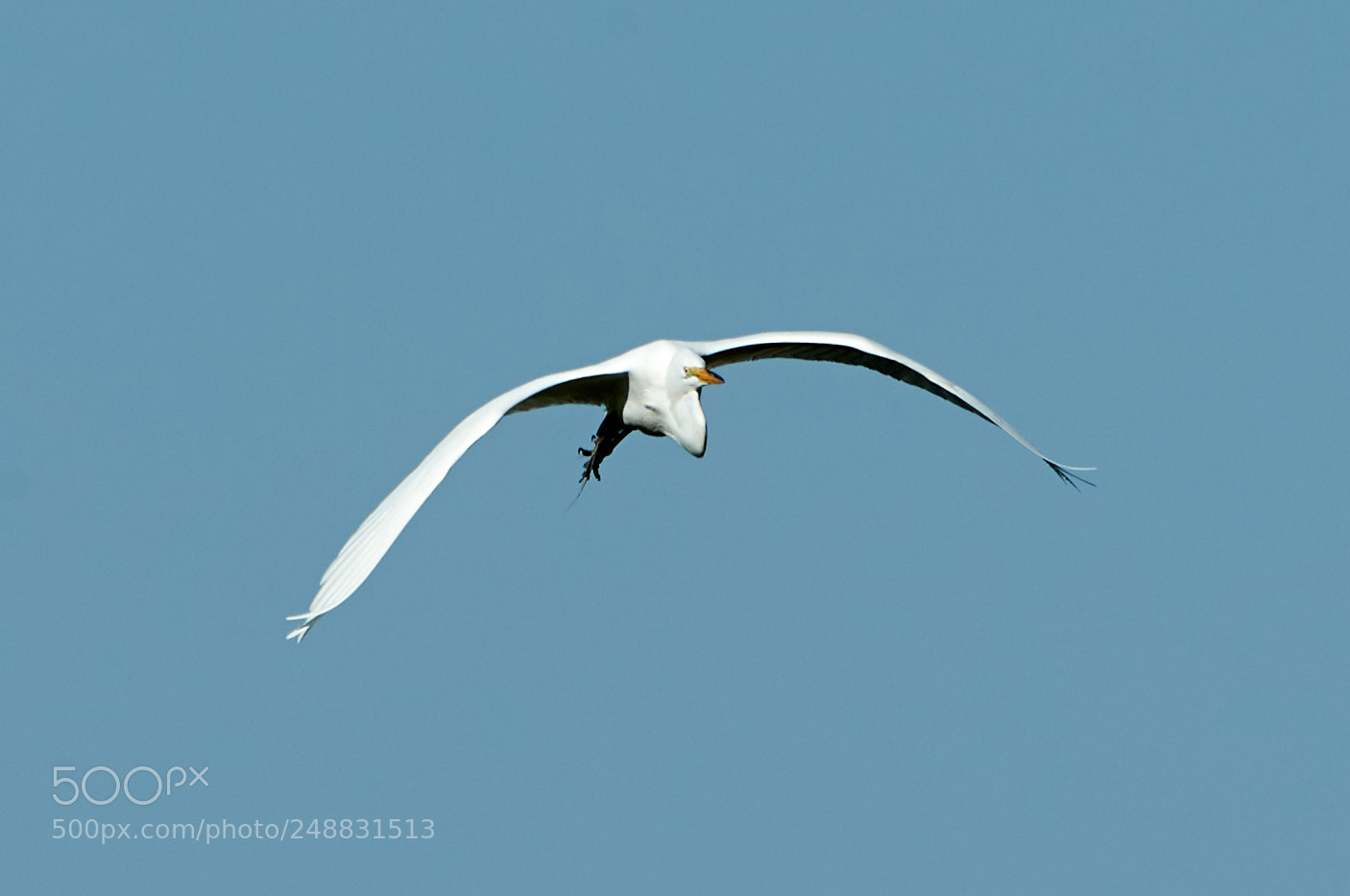 Canon EOS-1D X Mark II sample photo. 03-10-18-0006967.jpg photography