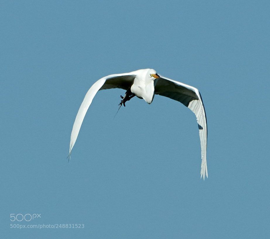 Canon EOS-1D X Mark II sample photo. 03-10-18-0006965.jpg photography