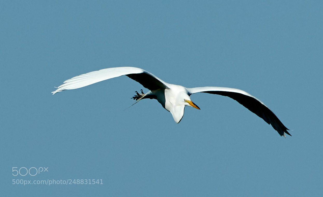 Canon EOS-1D X Mark II sample photo. 03-10-18-0006964.jpg photography