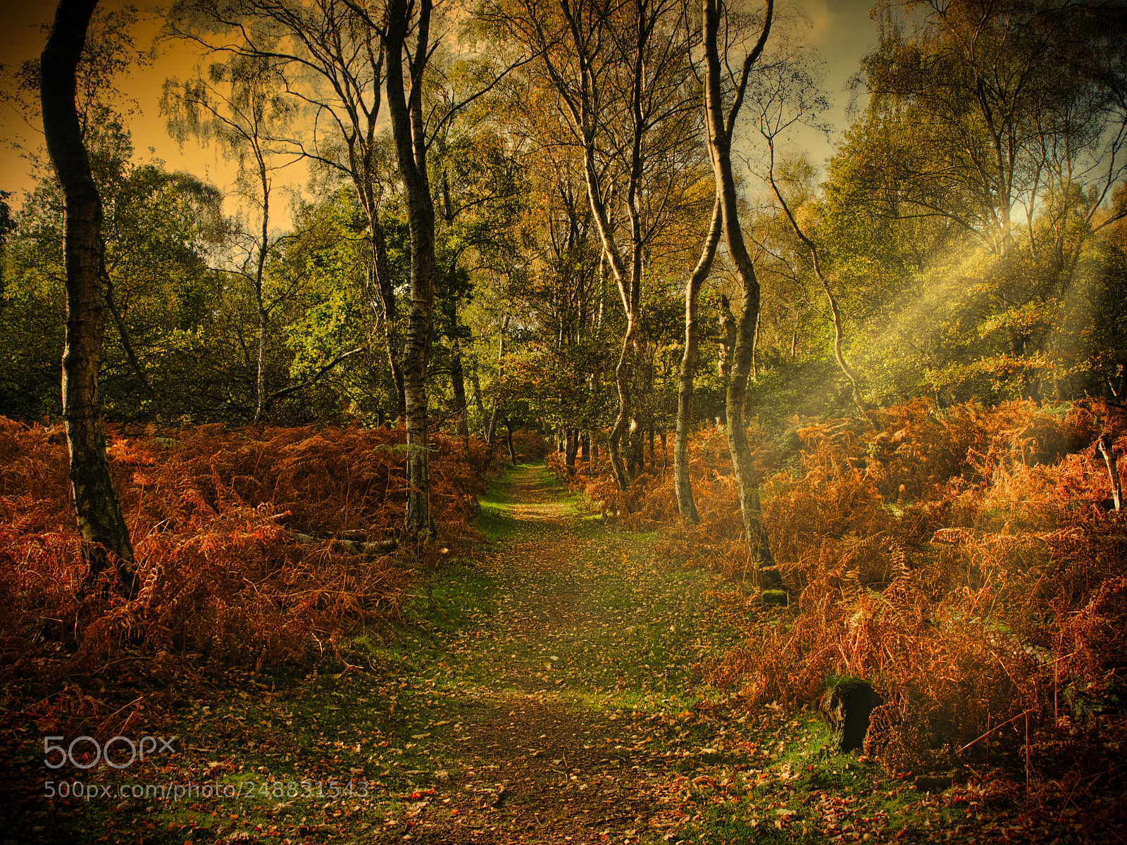 Olympus OM-D E-M1 sample photo. Sherwood forest in autumn photography