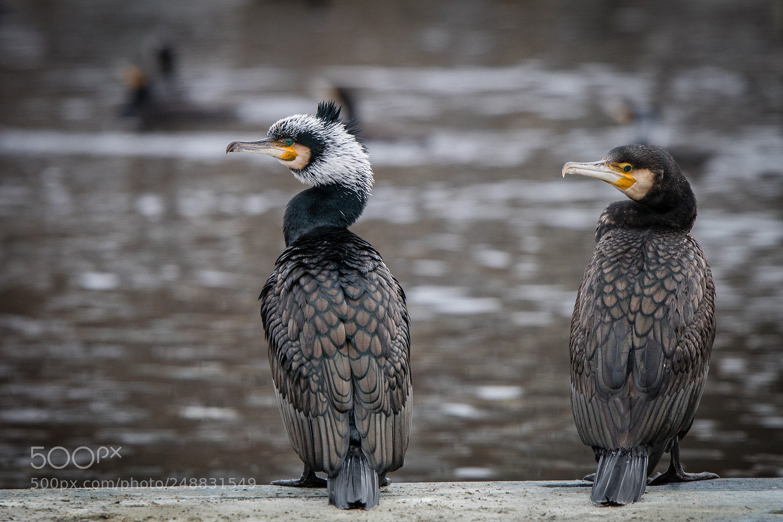 Canon EOS 80D sample photo. Cormorants photography