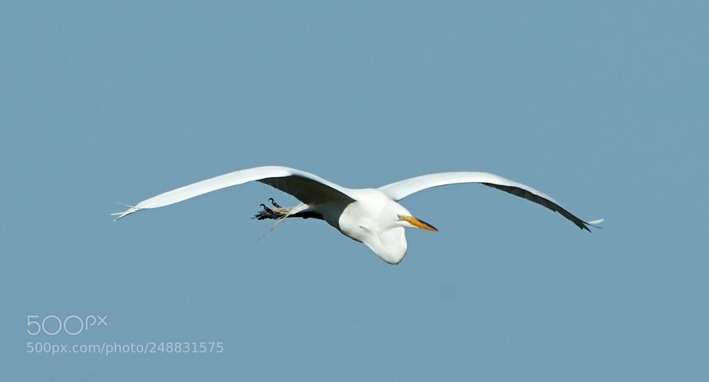 Canon EOS-1D X Mark II sample photo. 03-10-18-0006962.jpg photography