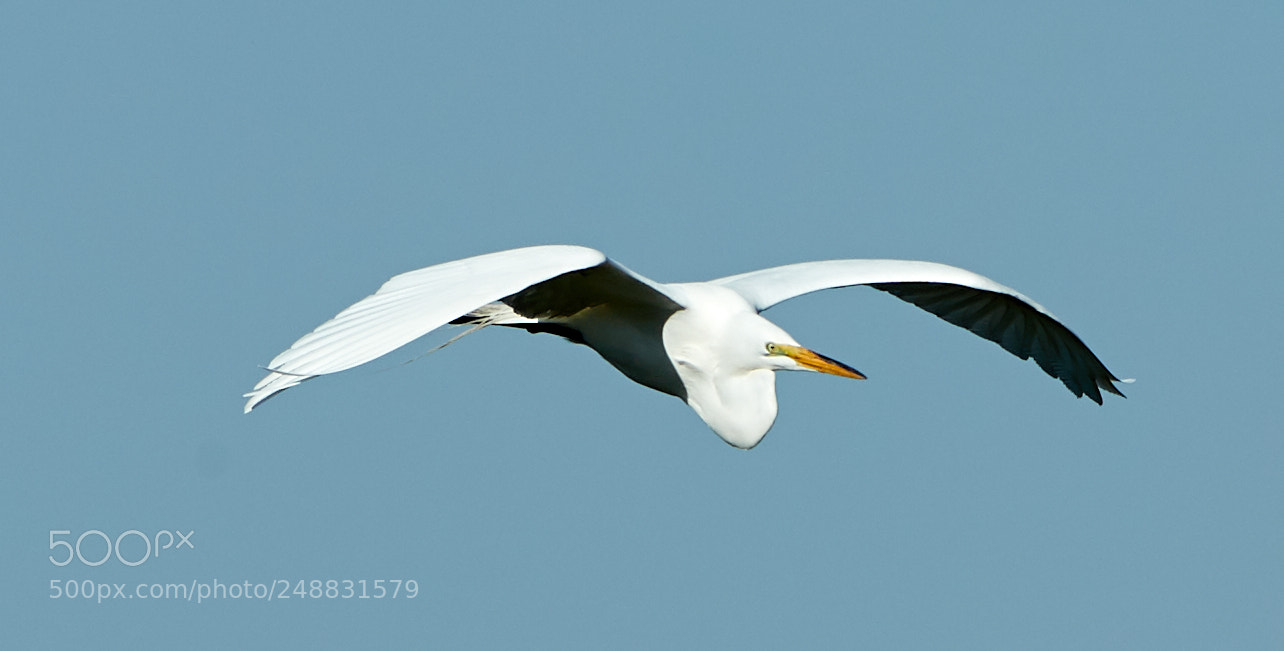 Canon EOS-1D X Mark II sample photo. 03-10-18-0006960.jpg photography