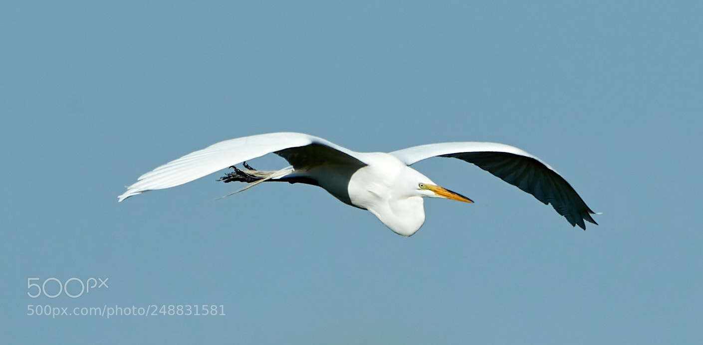 Canon EOS-1D X Mark II sample photo. 03-10-18-0006959.jpg photography