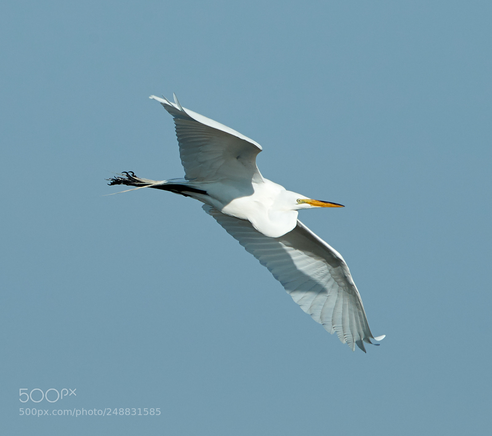 Canon EOS-1D X Mark II sample photo. 03-10-18-0006957.jpg photography