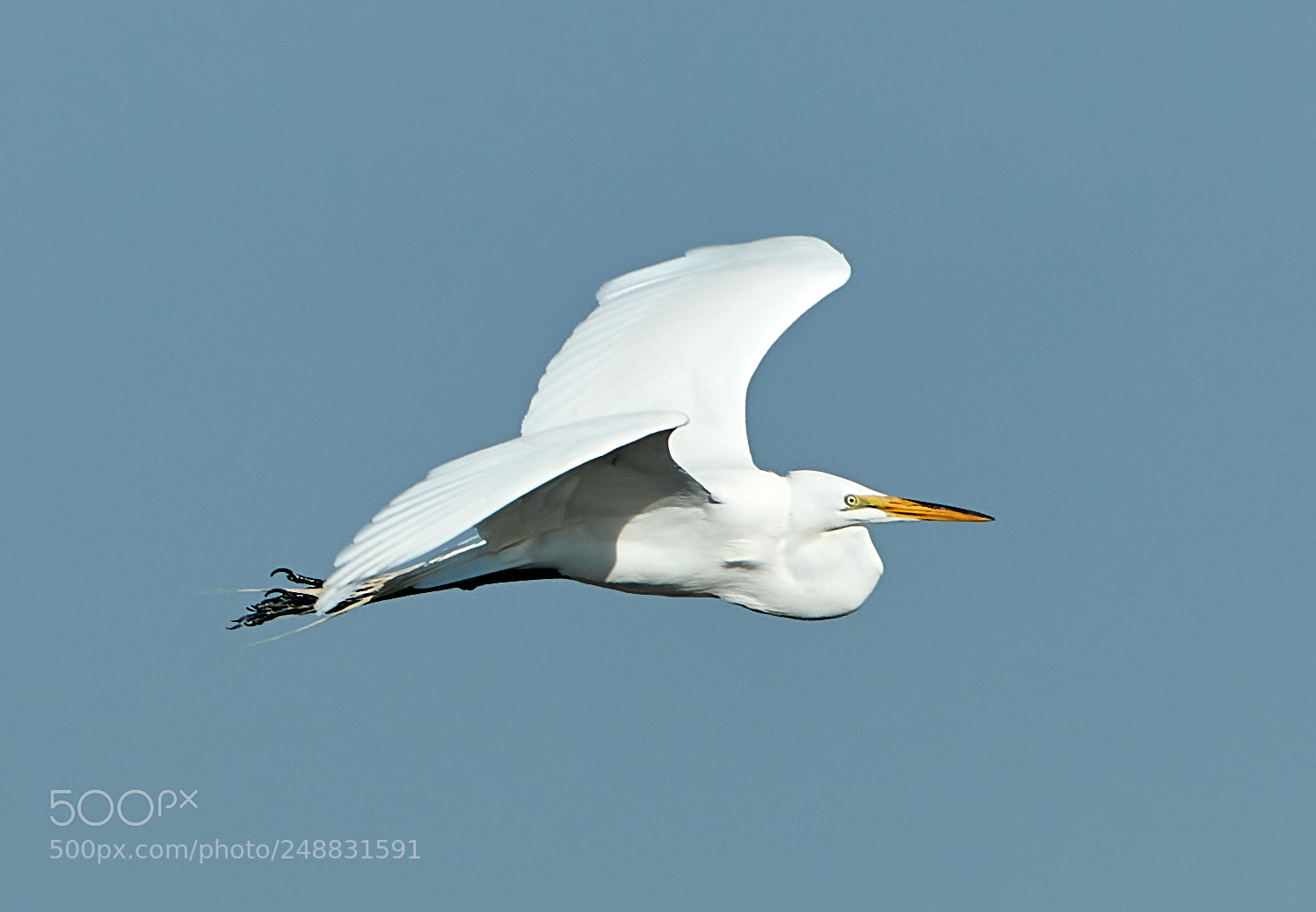 Canon EOS-1D X Mark II sample photo. 03-10-18-0006956.jpg photography