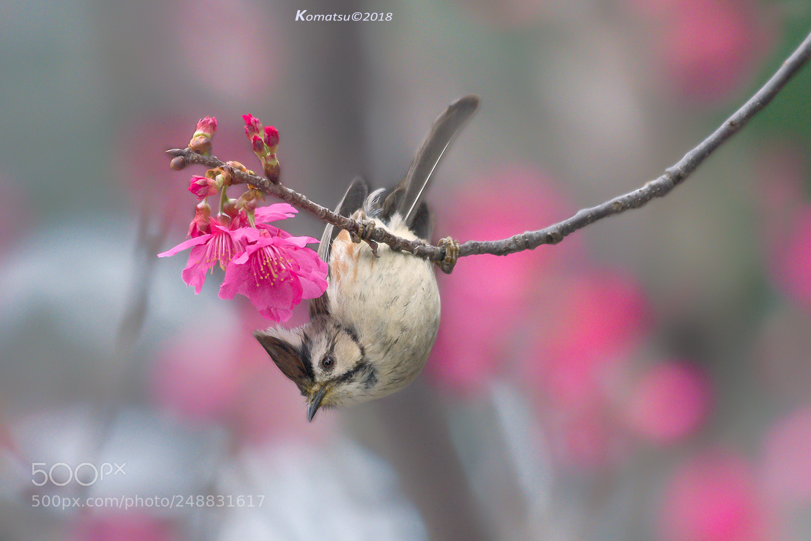 Nikon D810 sample photo. 春到 photography