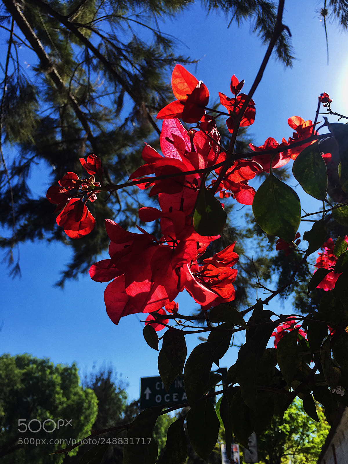 Apple iPhone 6 Plus sample photo. Una de miles de photography