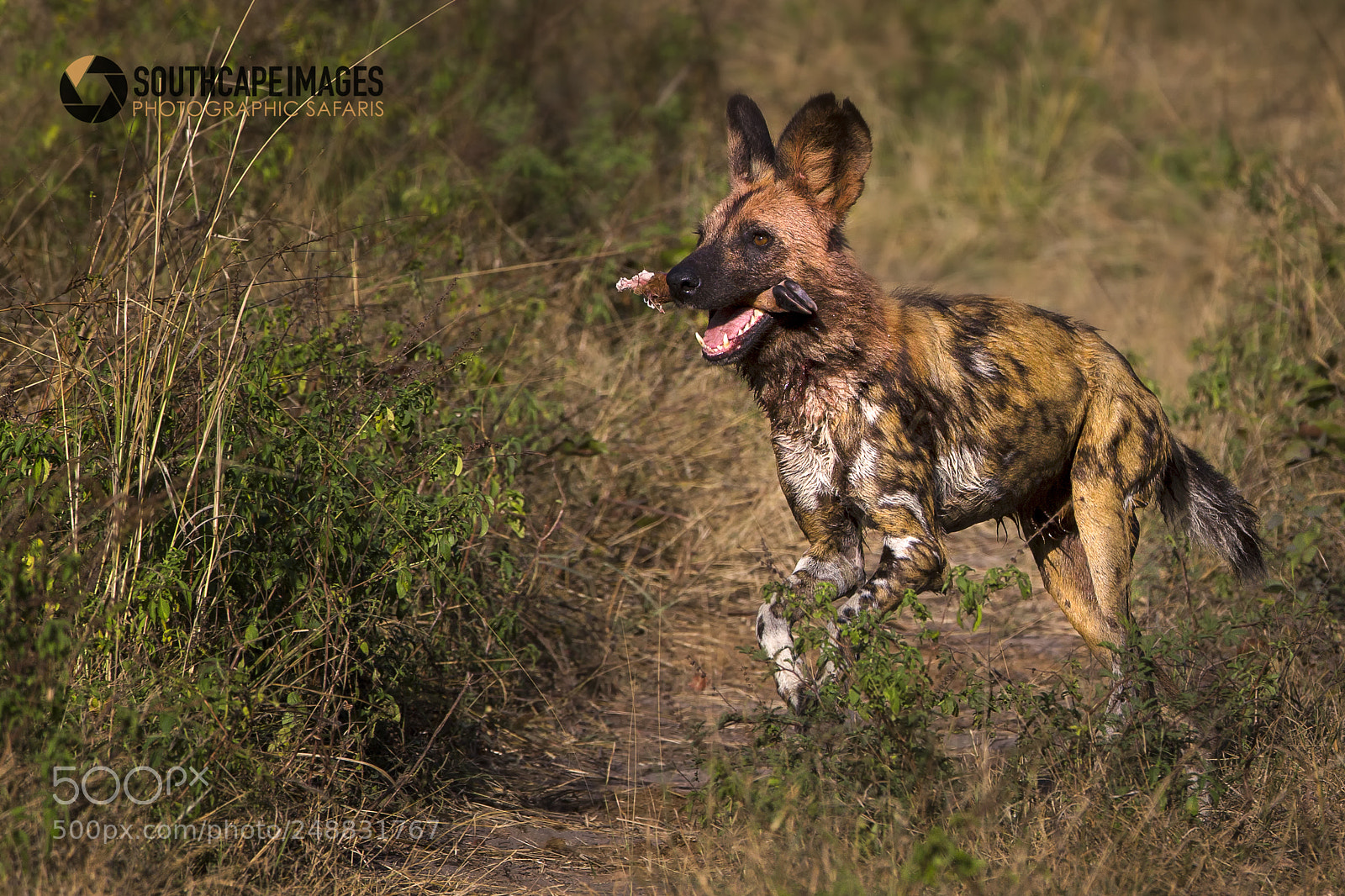 Canon EOS-1D X sample photo. Dog with a bone photography