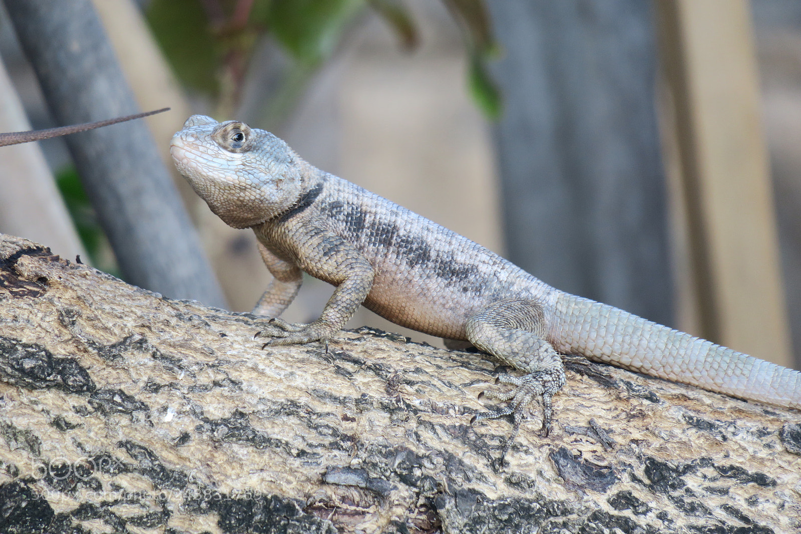 Canon PowerShot G3 X sample photo. Lizard 4666 photography