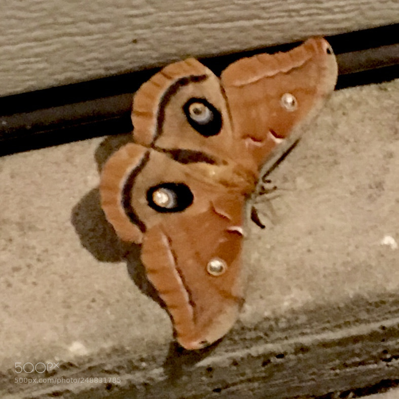 Apple iPhone 6s Plus sample photo. Lunar moth, stunned by photography