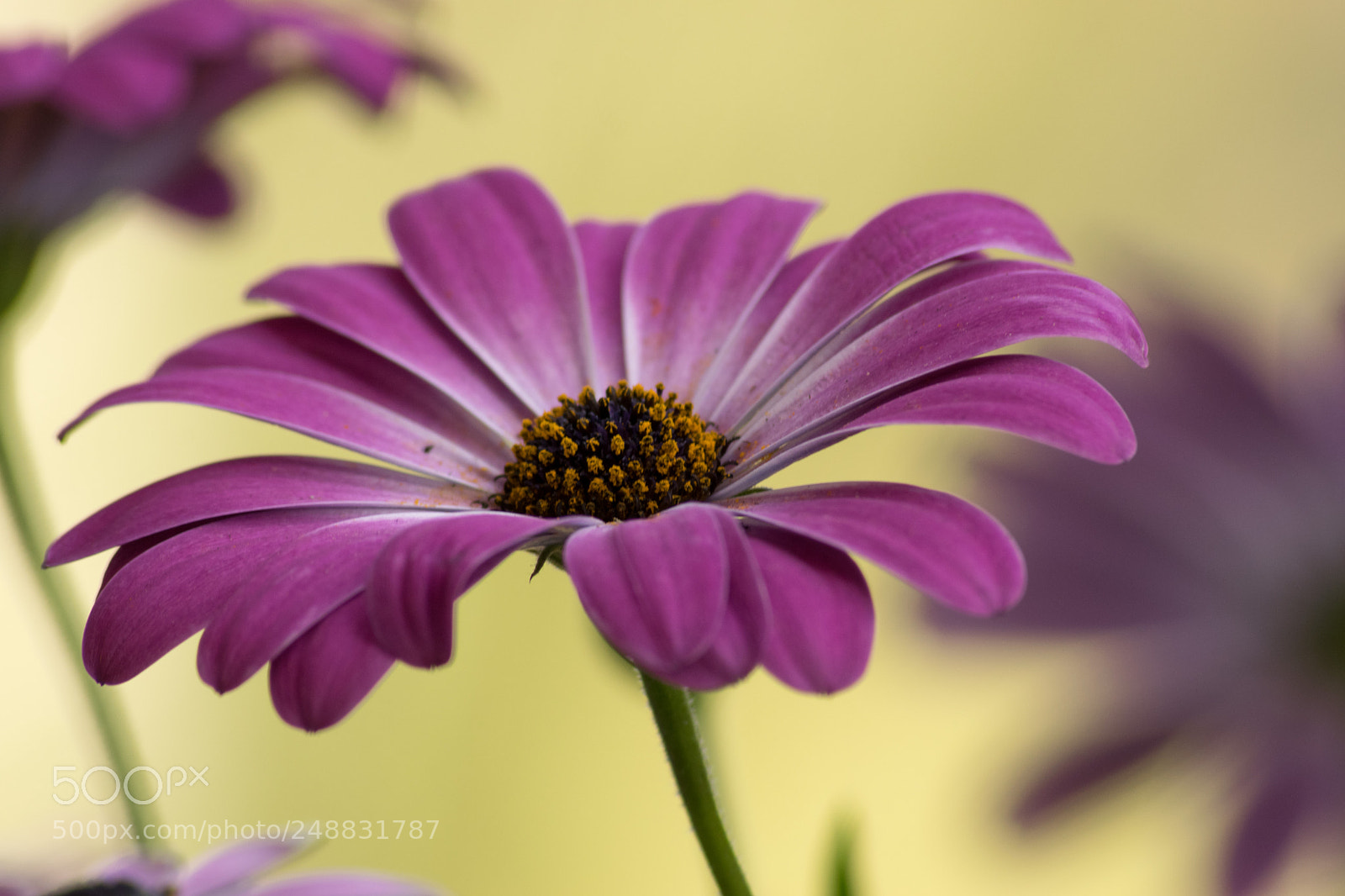 Nikon D3300 sample photo. Dimorphotheca photography