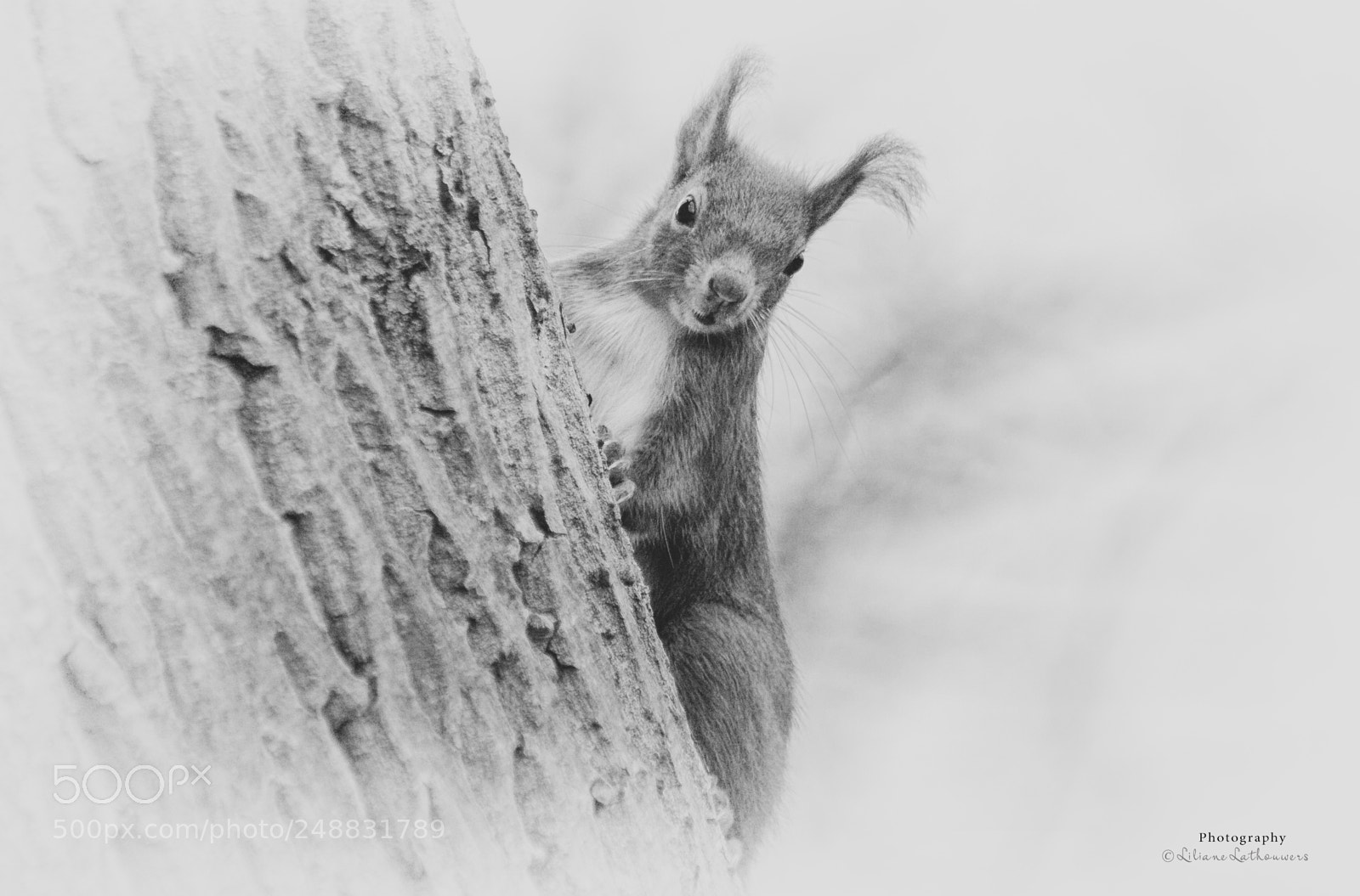 Canon EOS 40D sample photo. Squirrel photography