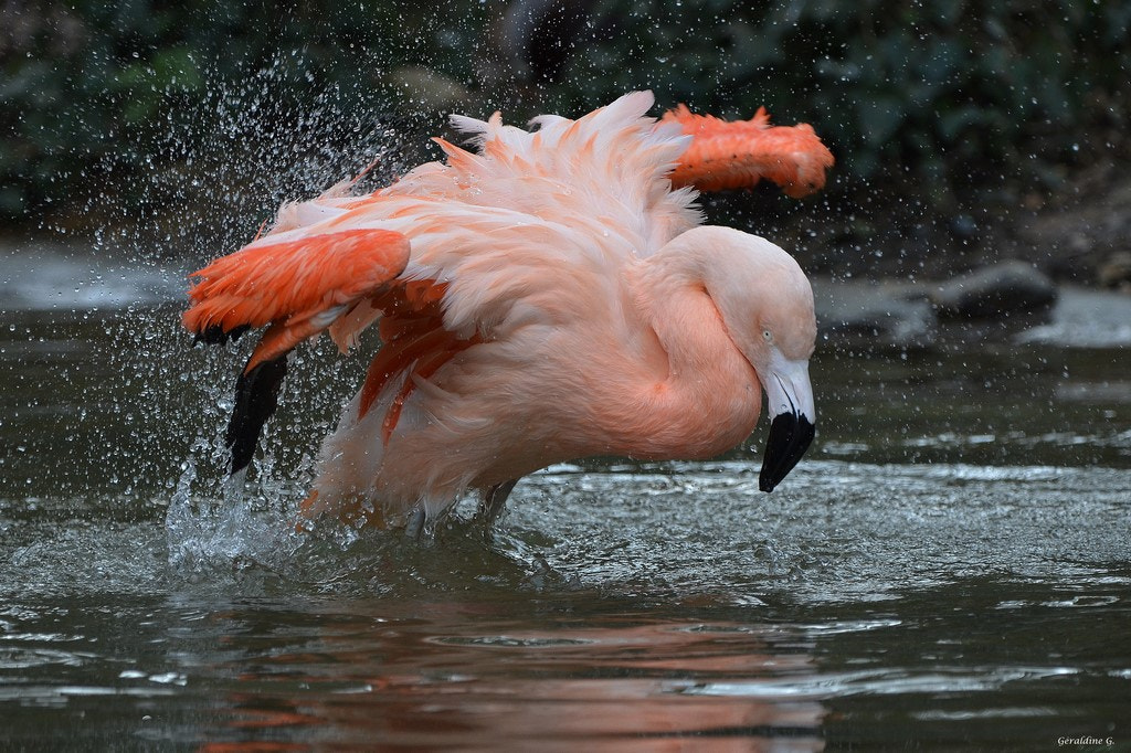 Nikon D5100 + Sigma 150-600mm F5-6.3 DG OS HSM | C sample photo. Flamant rose photography