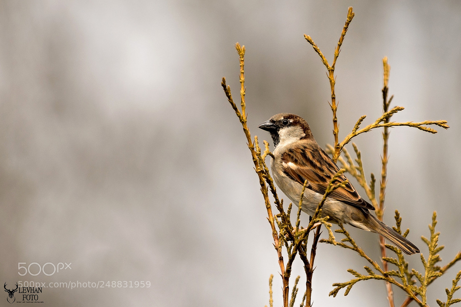 Nikon D500 sample photo. Sparrow photography
