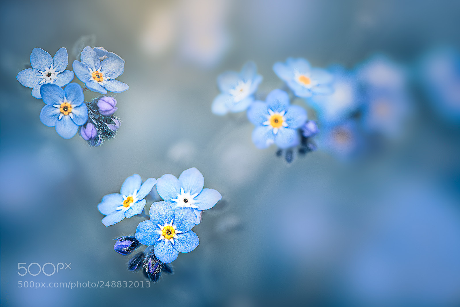 Nikon D810 sample photo. Delicacy photography