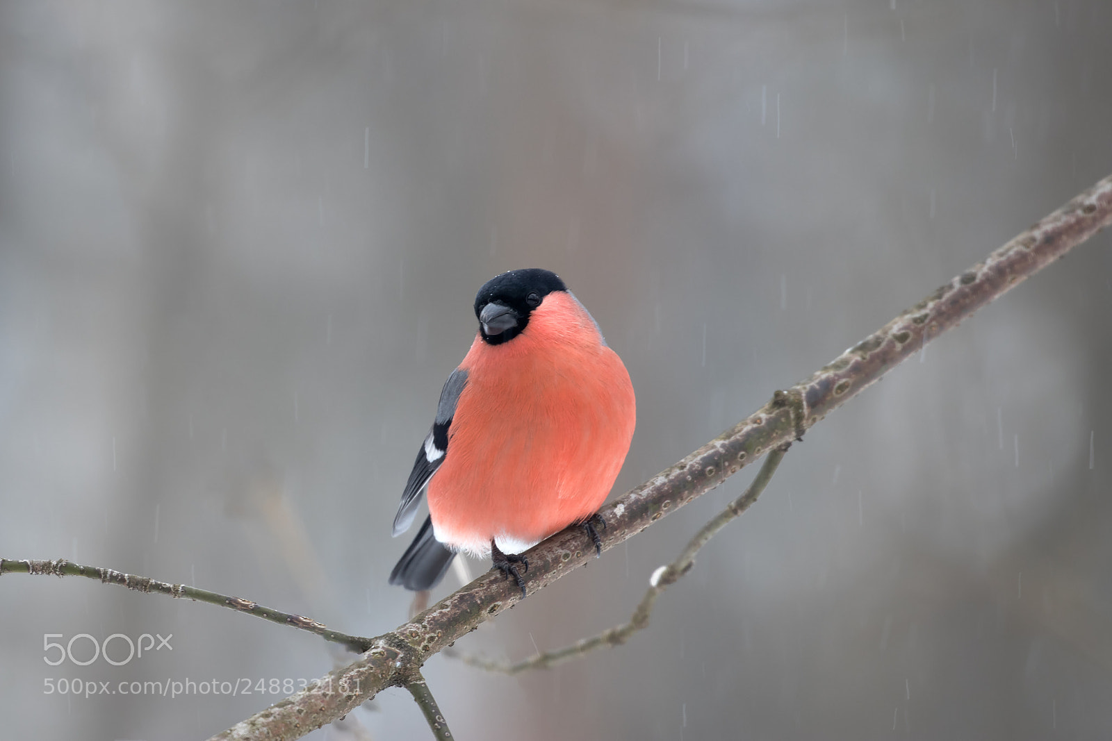 Canon EOS 80D sample photo. Eurasian bullfinch photography