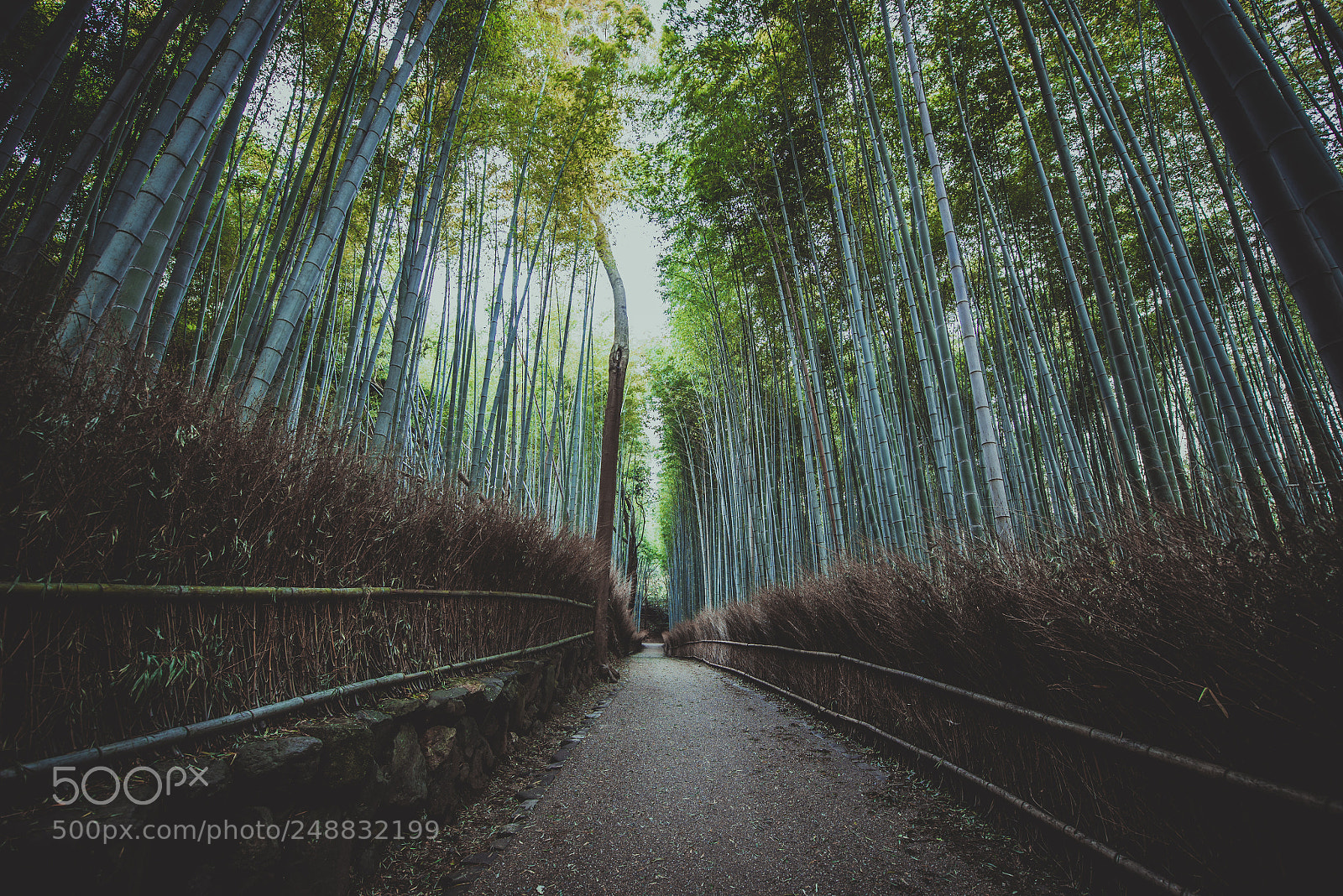 Nikon D610 sample photo. Bamboo forest in kyoto photography