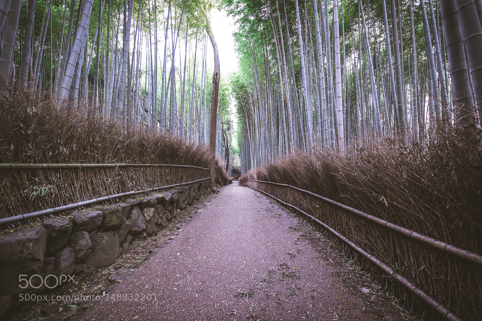Nikon D610 sample photo. Bamboo forest in kyoto photography