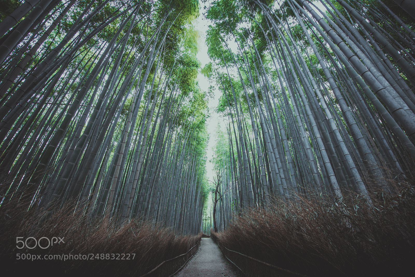 Nikon D610 sample photo. Bamboo forest in kyoto photography