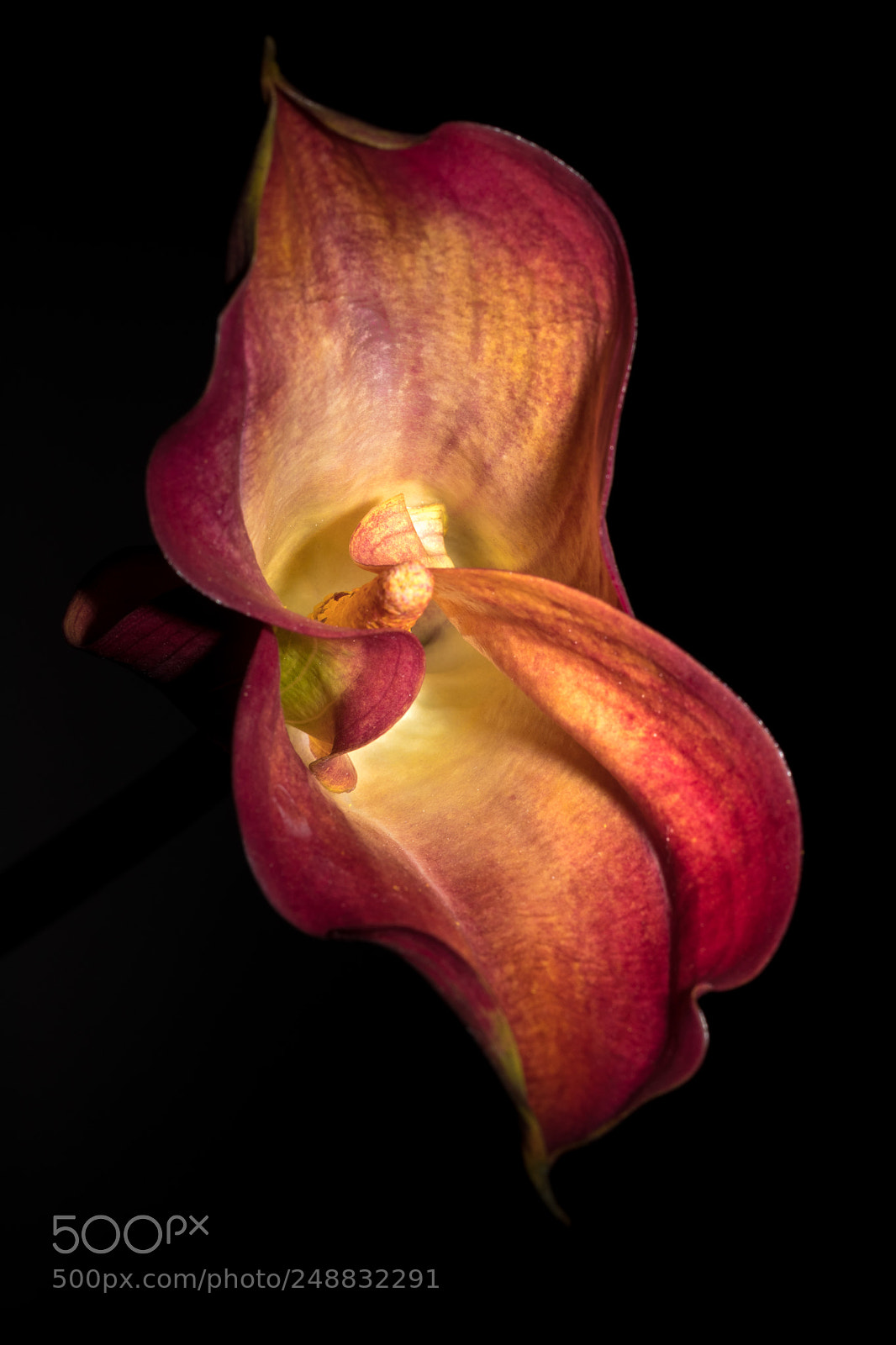 Canon EOS 80D sample photo. Lily on fire photography