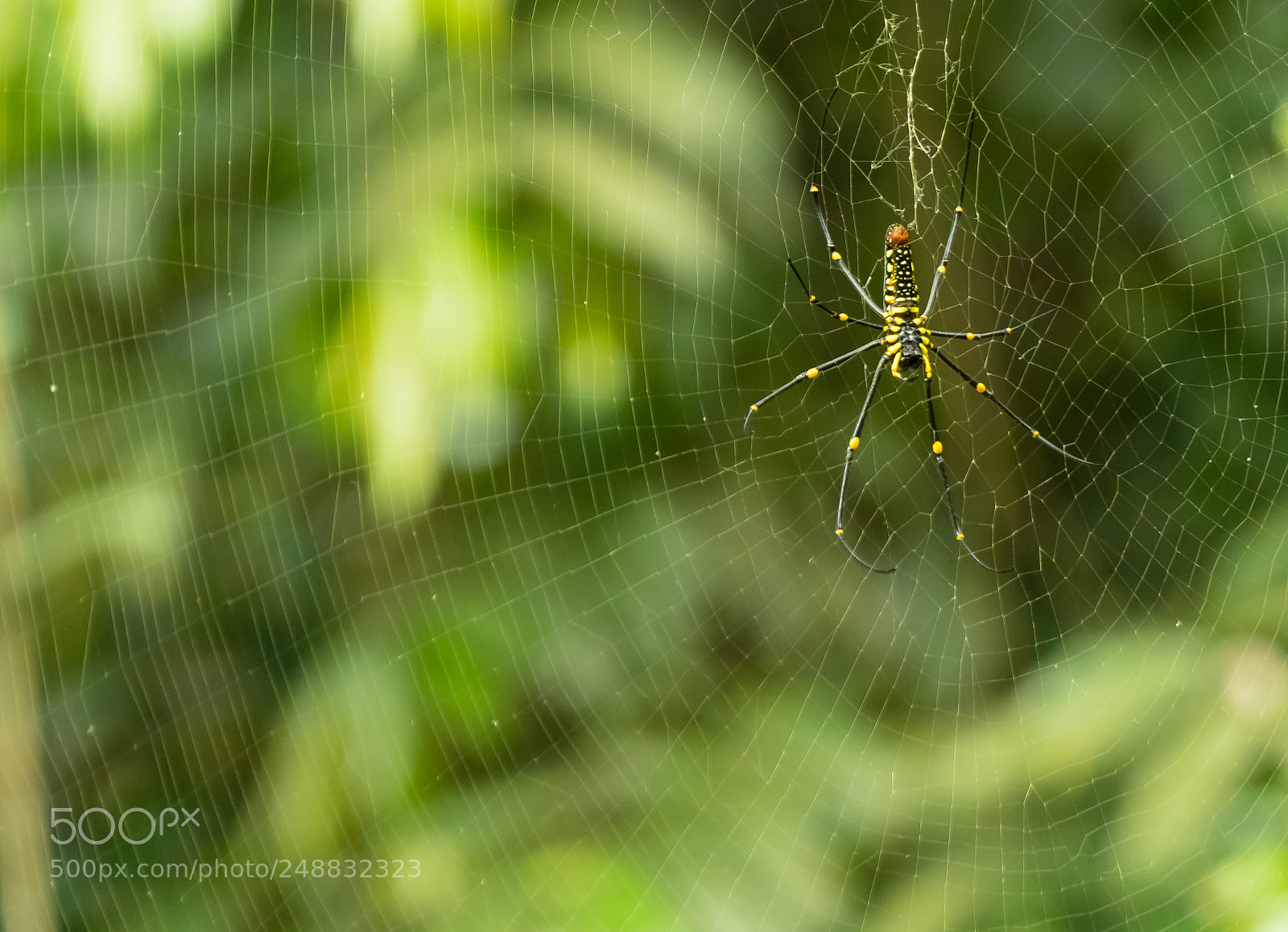Sony a6500 sample photo. Spyder photography