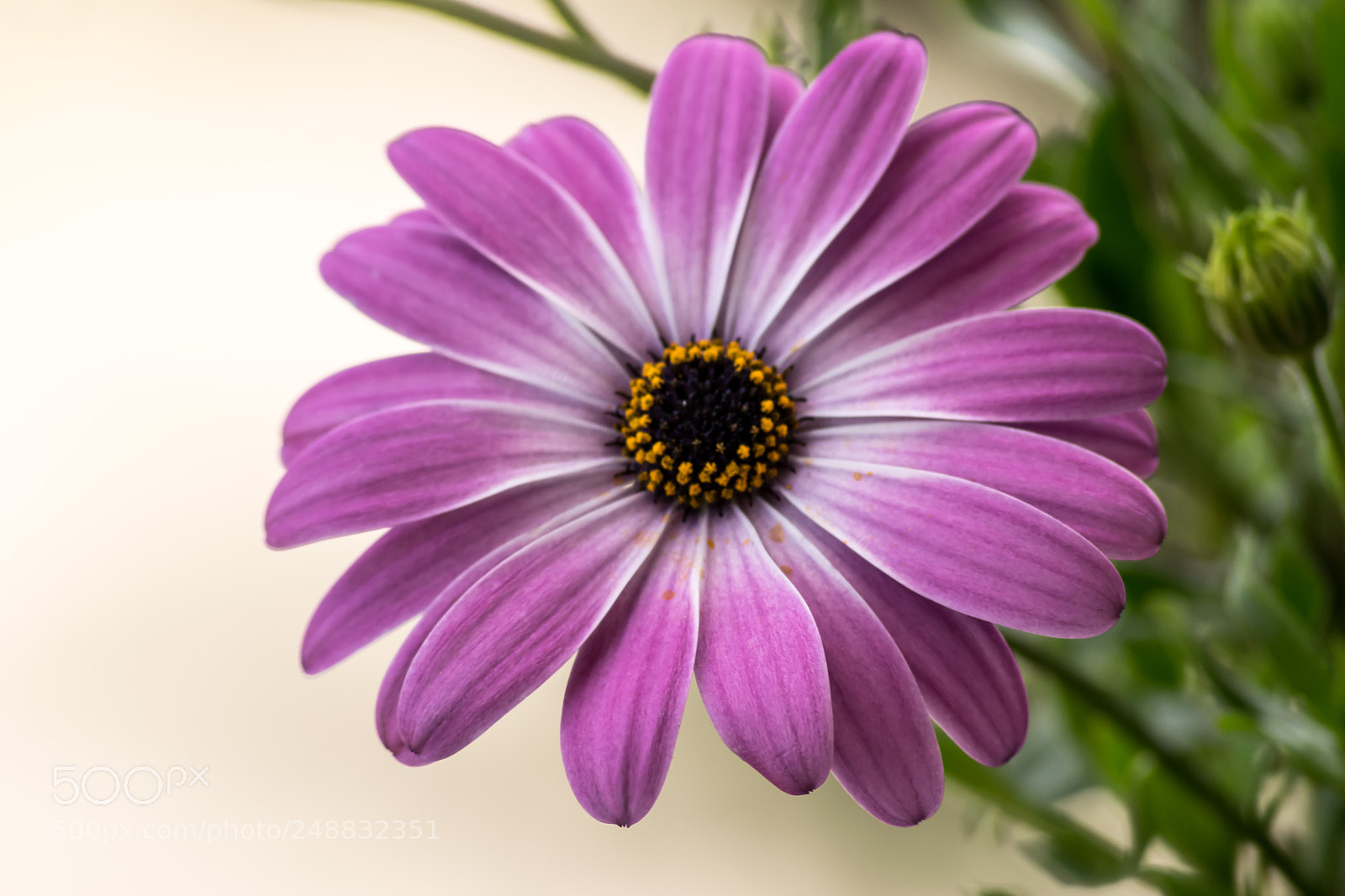 Nikon D3300 sample photo. Dimorphotheca photography