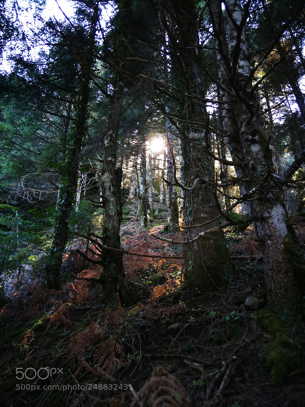 HUAWEI P10 sample photo. Forest photography