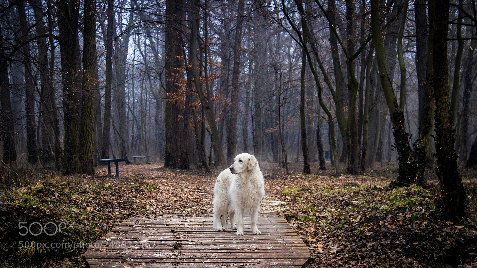 Canon EOS 600D (Rebel EOS T3i / EOS Kiss X5) sample photo. Forest fairy photography