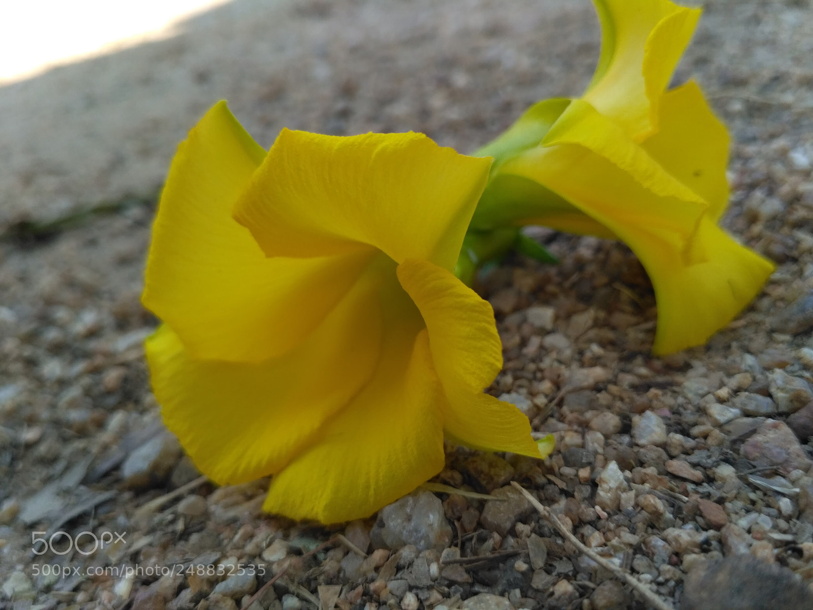 Xiaomi Redmi 3S sample photo. Flower photography
