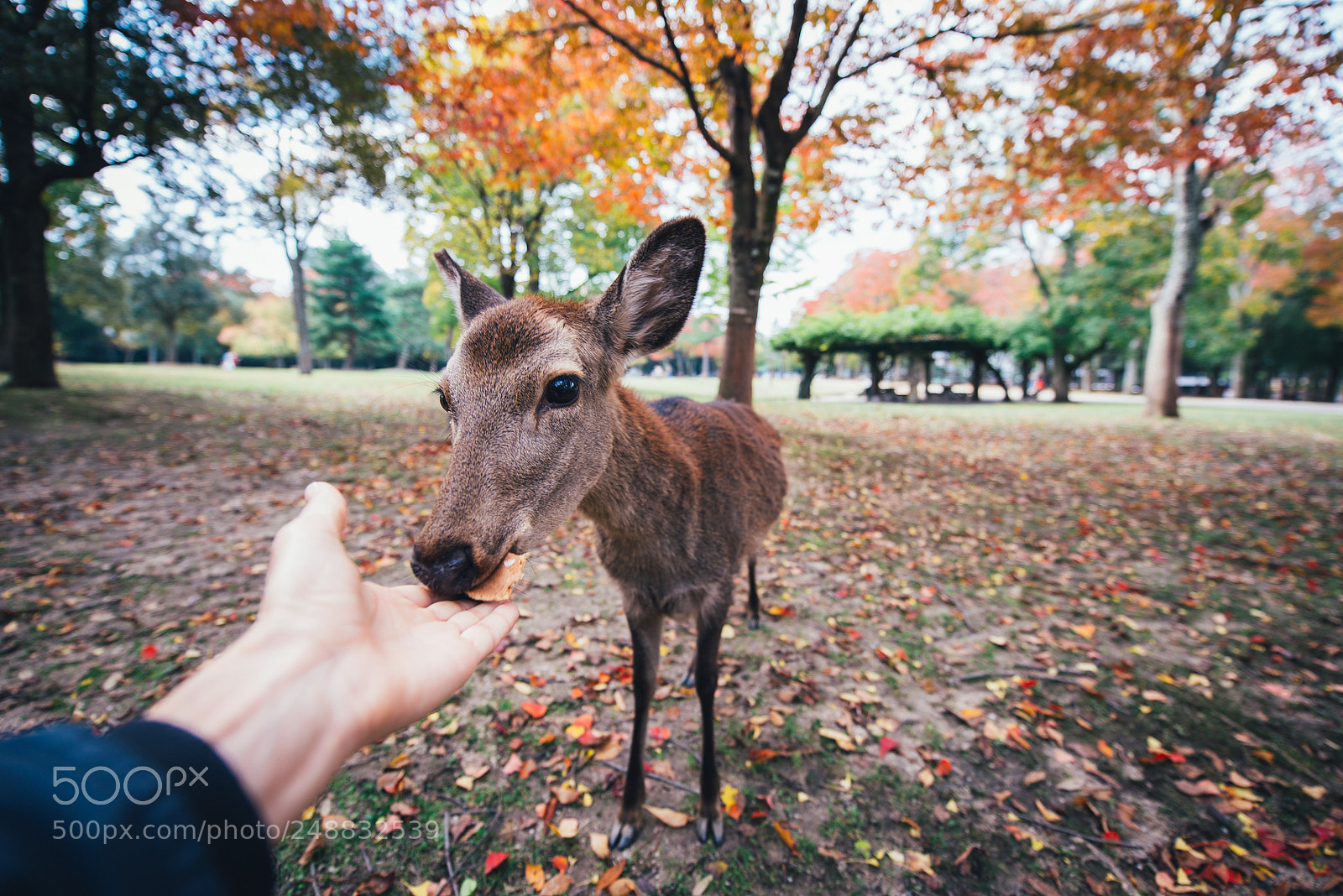 Nikon D610 sample photo. Deers and animals in photography