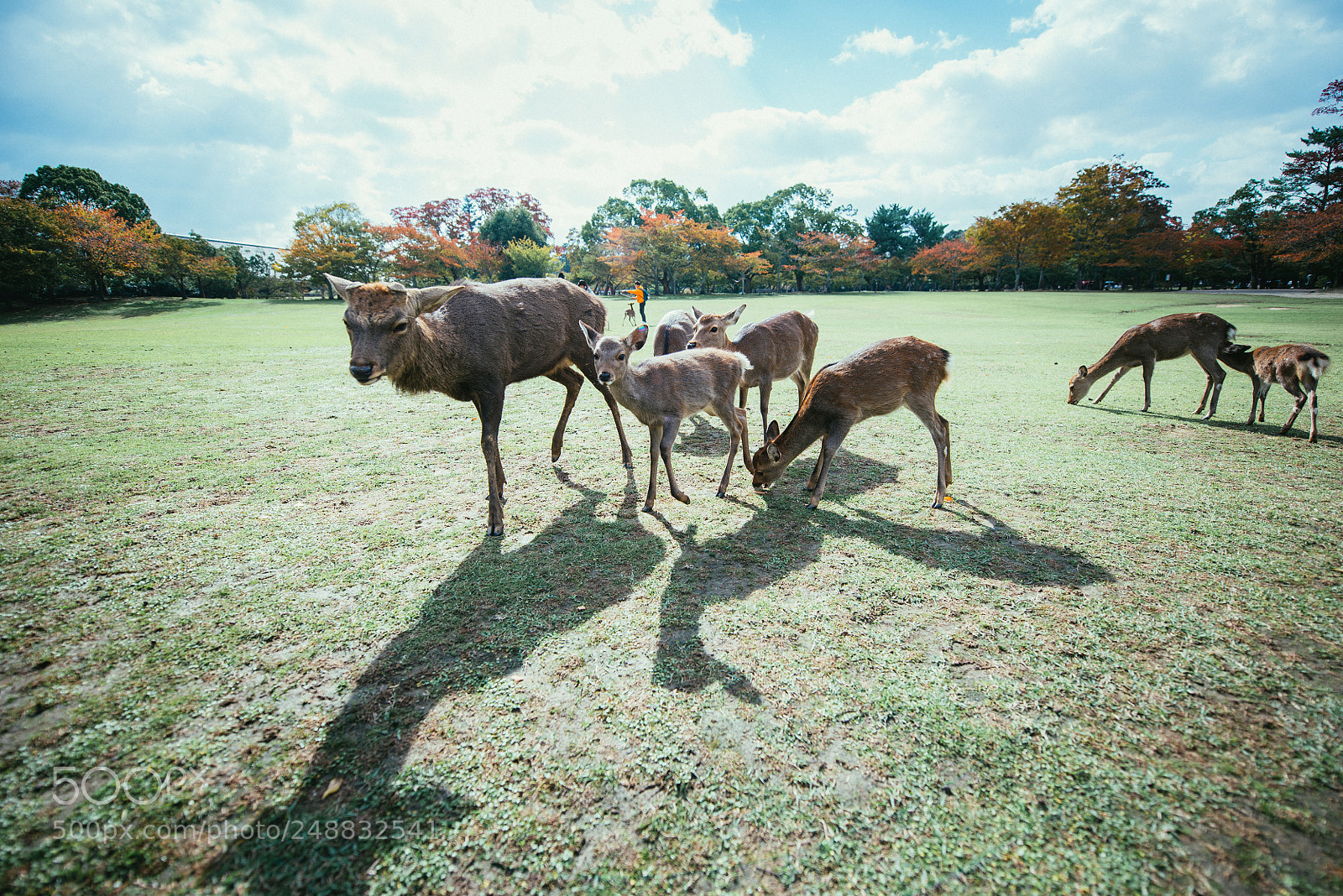 Nikon D610 sample photo. Deers and animals in photography