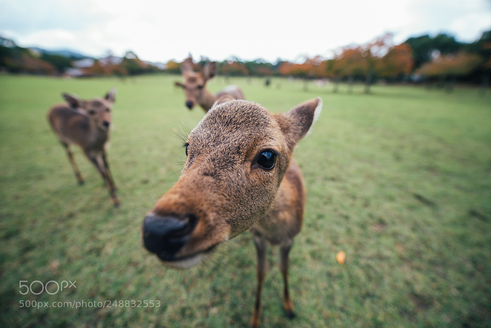 Nikon D610 sample photo. Deers and animals in photography